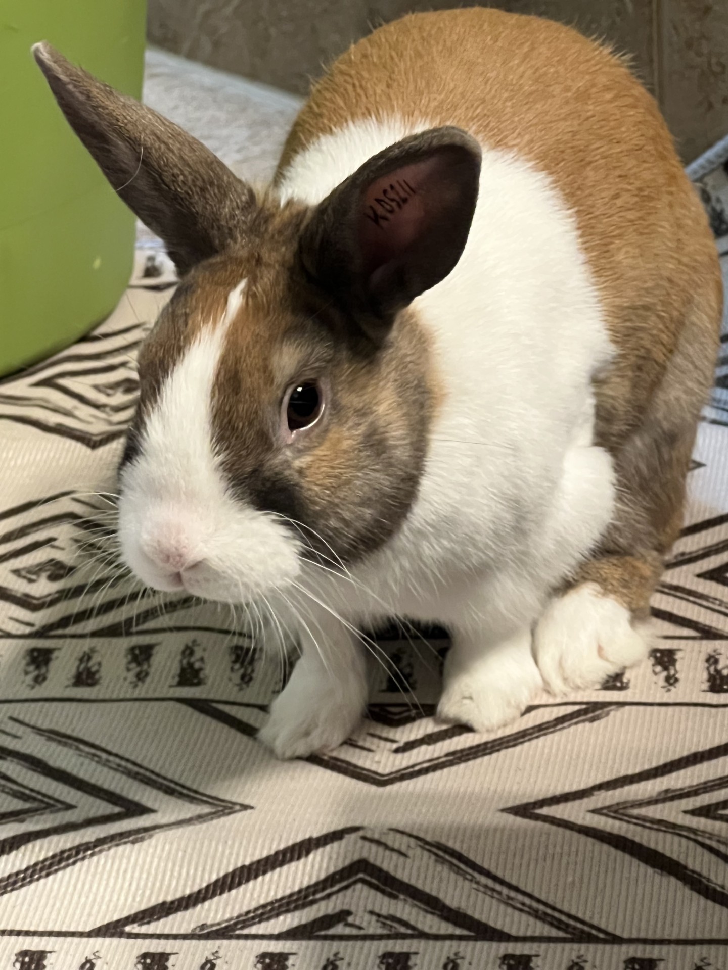 Loki